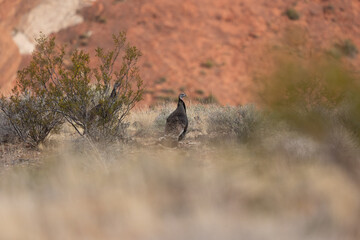 A pair of wild turkeys, one hidden behind a creosote bush, forage in the desert of Confluence Park in Southern Utah USA on a spring morning.