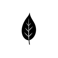 Minimalist depiction of a leaf with prominent venation on a stark white backdrop