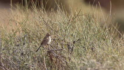 A Brewers Sparrow perches in an Ephedra bush facing towards the right on a spring morning in the desert of Confluence Park in Southern Utah, USA 