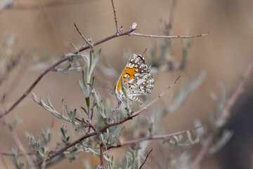 A Mormon Metalmark butterfly perches on the stem of a sagebrush plant on a sunny spring day in...