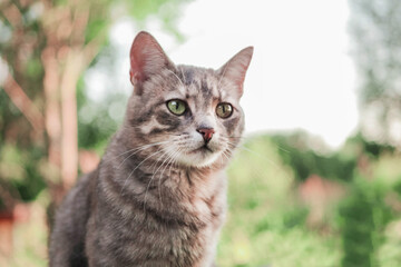 Portrait of a grey cute tabby cat, summer country side out of focus in the background. The model has green Irish eyes reflecting surrounding nature.