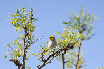 A Verdin perches on the top branches of a mesquite tree framed by new spring leaves with a blue sky in the background, holding a beakful of bugs to deliver to its nest. 