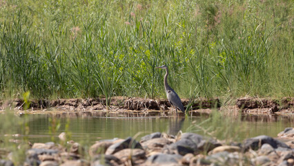 A Great Blue Heron stands quietly in the shallow water along the edge of the Virgin River in Southern Utah USA with cattails willow and tamarisk in the background on a sunny spring day.