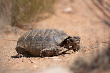 A Mojave Desert Tortoise meanders through the arid desert landscape of Southern Utah USA on a sunny spring day with out of focus desert plants in the background and foreground. 