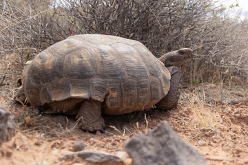 A Mojave Desert Tortoise looks over its shoulder at the camera as it ambles past on a sunny spring day in the desert of Southern Utah USA.