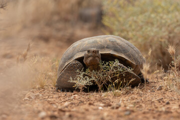 A Mojave Desert Tortoise looks towards the camera as it makes its way past small bushes and over red pebbled ground in the arid desert of Southern Utah USA on a sunny spring day.