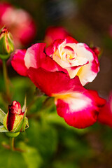 Botanical Garden Rose background image, macro