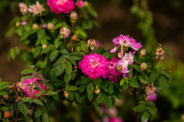 bush of small crimson roses background image