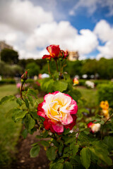 Garden with beautiful roses, Two color rose