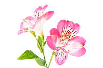 pink alstroemeria flower isolated on white background