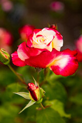 Red white Two color rose, macro background image with place for inscription.