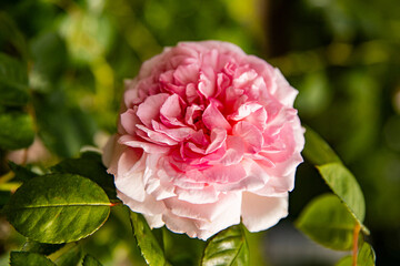 Lush pink rose close up