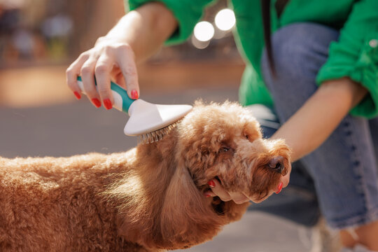 Owner grooming poodle with brush, caring outdoor moment focused on pet hygiene and love.