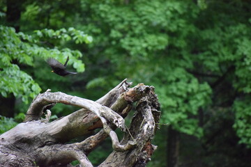 tree stump in the forest