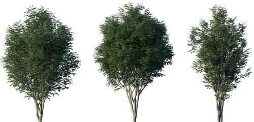 Set of Fagus long petiolata (known as Fagus sinensis) frontal isolated trees png on a transparent...