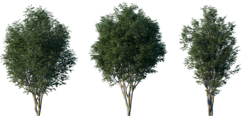 Set of Fagus long petiolata (known as Fagus sinensis) frontal isolated trees png on a transparent background perfectly cutout