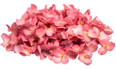 Pile of rose blossoms isolated on a transparent background, PNG image.