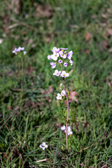 Beautiful flowers of Cardamine pratensis or milkmaids in spring in a field, close up