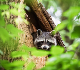 cute raccoon in the tree © Agata Carr