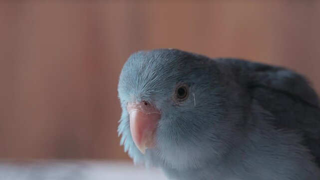 smallest parrot forpus blue colored female bird close up