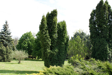 Obraz premium trees in the park