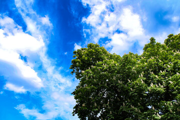 sky and trees