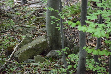 old wooden fence in the woods