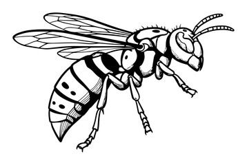 vector illustration of wasp insect in outline black and white style