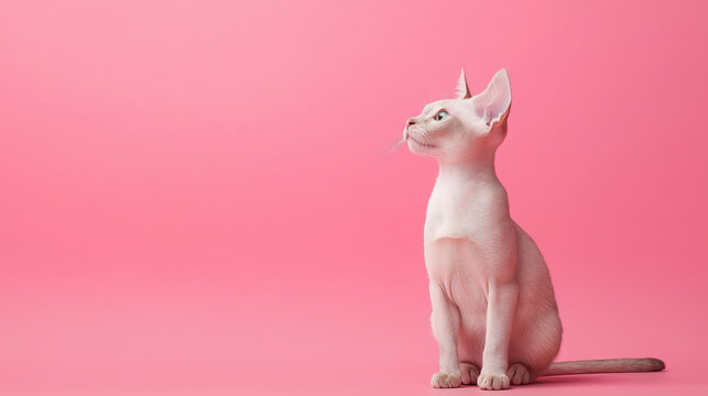 Light gray sphinx cat against pink background