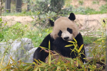 Naklejka premium Giant Panda