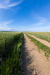 a narrow road for agricultural machinery in a field with cereals