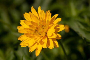 flowers in spring, yellow flowers in sunny weather during flowering, closeup