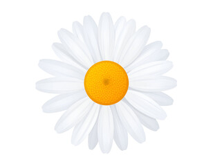 A detailed illustration of a daisy