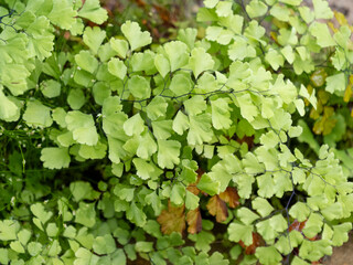 Fototapeta premium garden