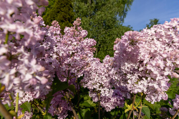 Fototapeta premium pink lilac bushes in bloom, spring park with blooming pink lilac flowers in the spring