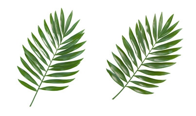 Two palm leaves on a white background, one at the top and the second in the bottom right corner, transparent PNG, simple 