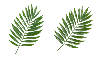 Two palm leaves on a white background, one at the top and the second in the bottom right corner, transparent PNG, simple 