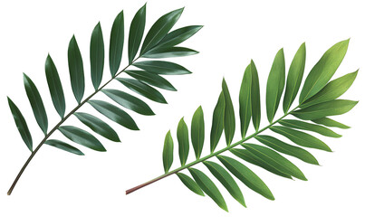 Two palm leaves on a white background, one at the top and the second in the bottom right corner, transparent PNG, simple (2)