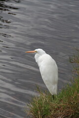 White egret