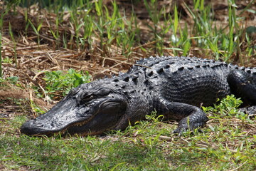alligator in the everglades