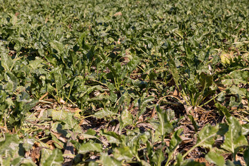 field with sugar beet for the production of white sugar before harvest