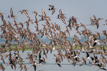 A flock of Sandpiper birds in synchronized flight over a calm natural lake, their reflections mirrored in the water, capturing the essence of freedom, nature, and peaceful wilderness