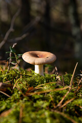poisonous and dangerous mushrooms in the autumn, side view