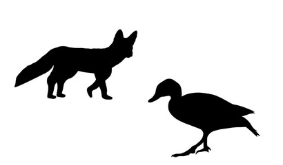 Cunning fox lurks prey duck vector silhouette illustration isolated. Smart animal predator attack ambush. Fox hunting drake from behind back. Farm chantry poultry in danger scary domestic bird shape.