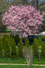 A beautiful magnolia tree in full bloom in the front yard of a house