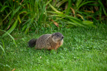 A groundhog scooting around a grassy area on the shore of a river in western Ontario.