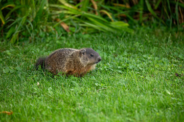 Fototapeta premium A groundhog scooting around a grassy area on the shore of a river in western Ontario.