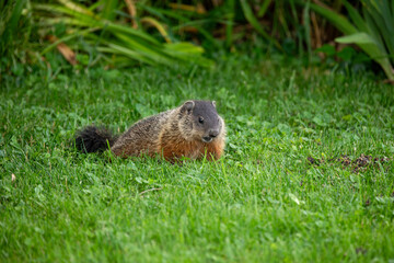 A groundhog scooting around a grassy area on the shore of a river in western Ontario.