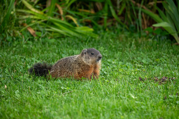 A groundhog scooting around a grassy area on the shore of a river in western Ontario.