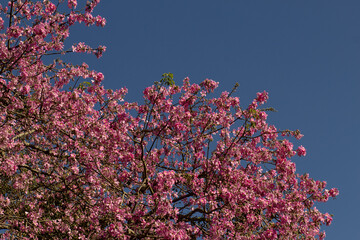 Uma exibição da paineira em plena floração com o céu azul como pano de fundo. Ceiba speciosa. 